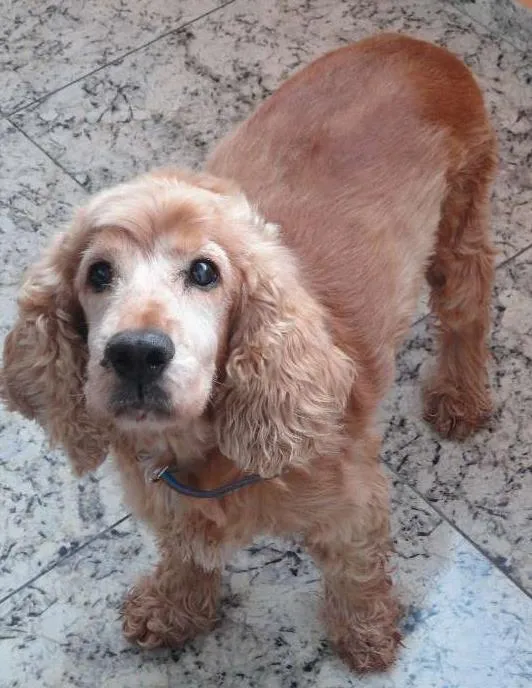 Cachorro ra a Cocker idade 6 ou mais anos nome Snoopy