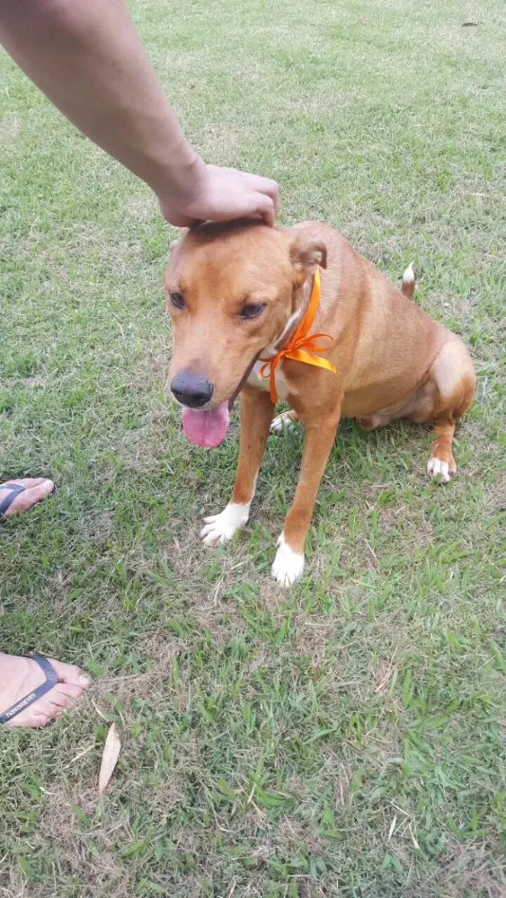 Cachorro ra a Srd idade 1 ano nome Ted