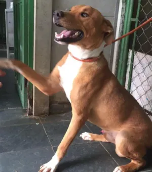 Cachorro raça Srd idade 1 ano nome Ted
