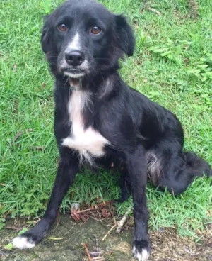 Cachorro raça Srd idade 1 ano nome Açai
