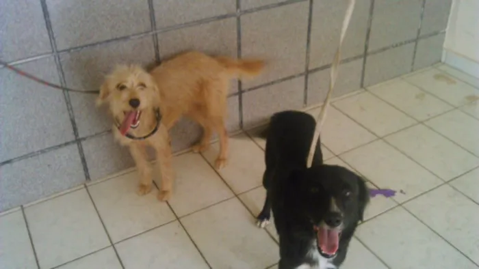 Cachorro ra a Srd idade 1 ano nome Açai