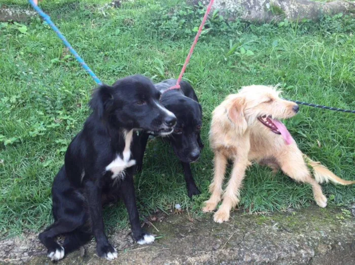 Cachorro ra a Srd idade 1 ano nome Açai