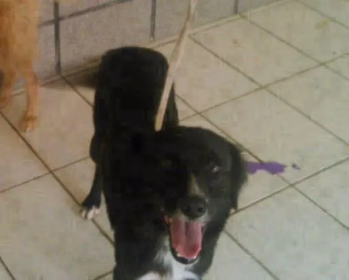 Cachorro ra a Srd idade 1 ano nome Açai