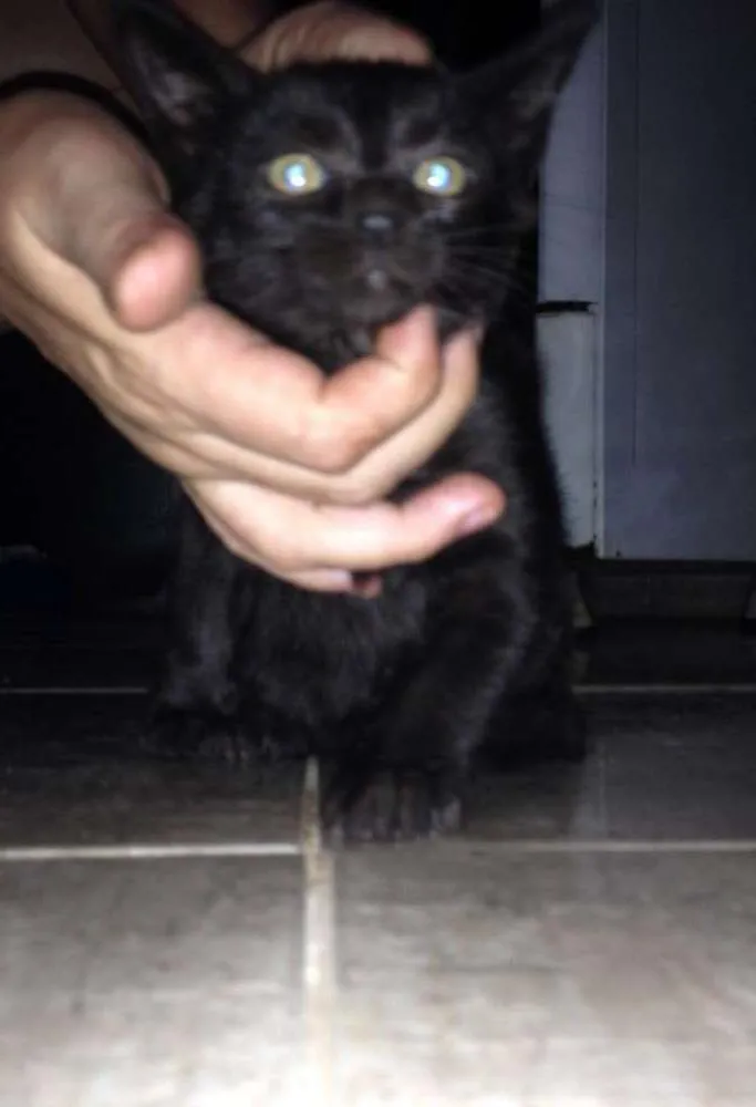 Gato ra a Srd idade 2 a 6 meses nome Sem nome :encontrad
