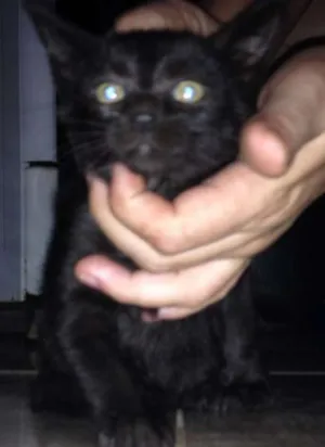 Gato raça Srd idade 2 a 6 meses nome Sem nome :encontrad