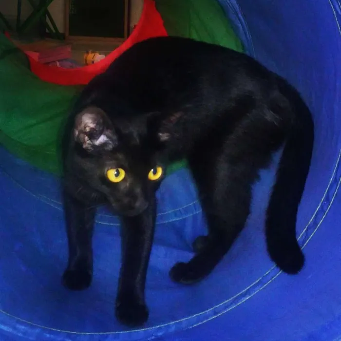 Gato ra a srd idade 2 a 6 meses nome Lola