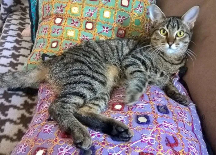 Gato ra a srd idade 7 a 11 meses nome Marie