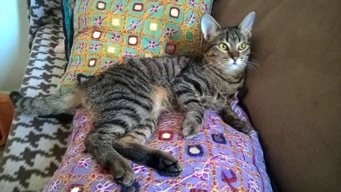 Gato ra a srd idade 7 a 11 meses nome Marie