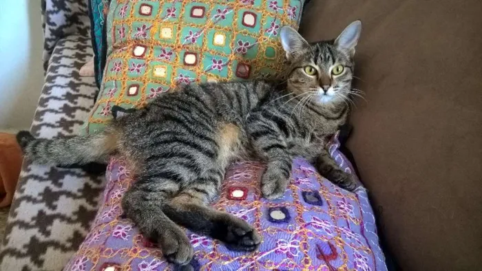 Gato ra a srd idade 7 a 11 meses nome Marie