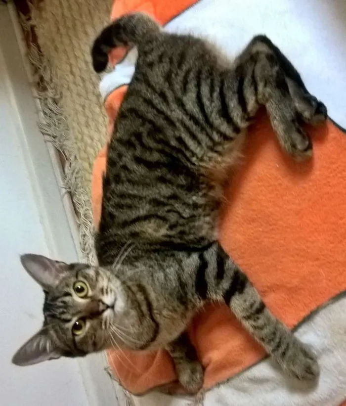 Gato ra a srd idade 7 a 11 meses nome Marie