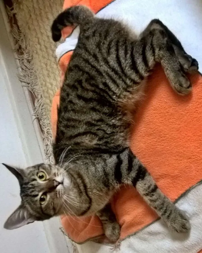 Gato ra a srd idade 7 a 11 meses nome Marie
