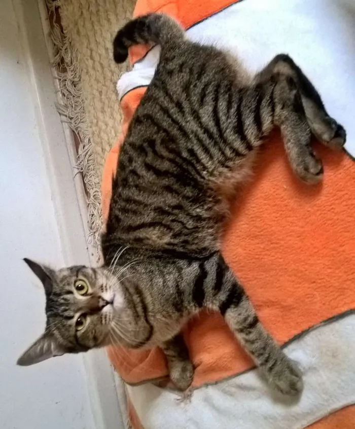 Gato ra a srd idade 7 a 11 meses nome Marie