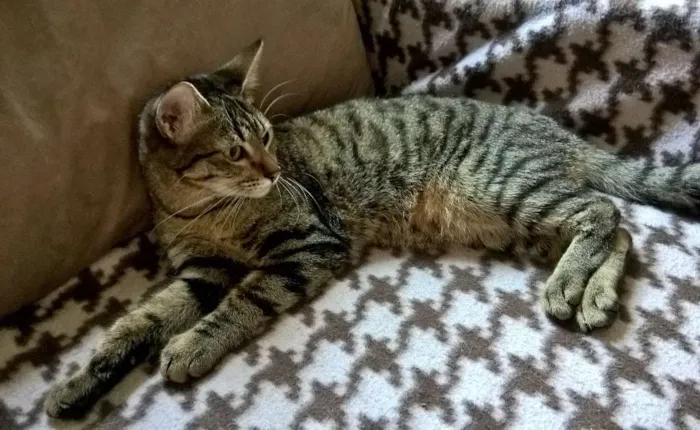 Gato ra a srd idade 7 a 11 meses nome Marie