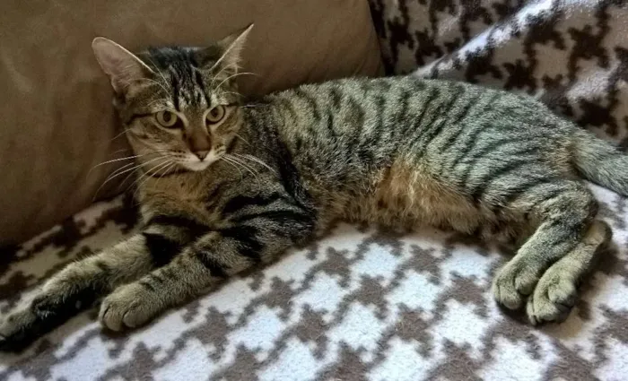 Gato ra a srd idade 7 a 11 meses nome Marie