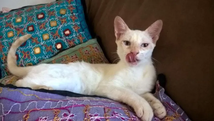 Gato ra a srd idade 2 a 6 meses nome mirtilo