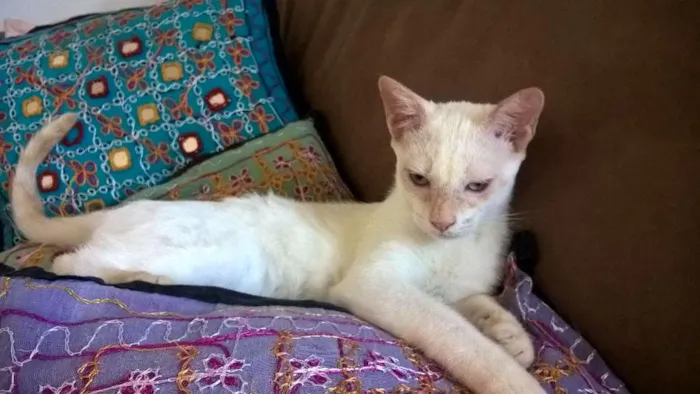 Gato ra a srd idade 2 a 6 meses nome mirtilo