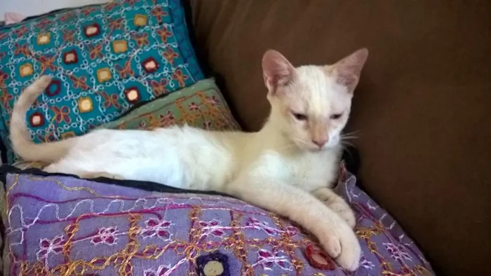 Gato ra a srd idade 2 a 6 meses nome mirtilo