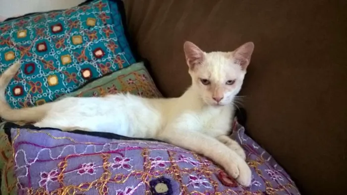 Gato ra a srd idade 2 a 6 meses nome mirtilo