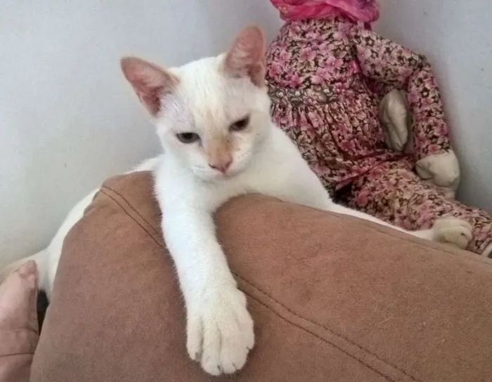 Gato ra a srd idade 2 a 6 meses nome mirtilo