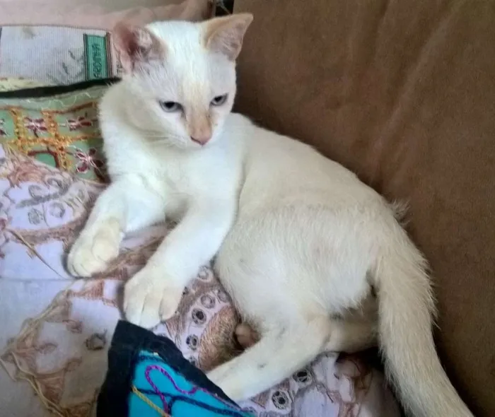 Gato ra a srd idade 2 a 6 meses nome mirtilo