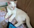 mirtilo