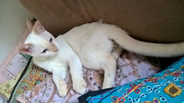 Gato ra a srd idade 2 a 6 meses nome mirtilo