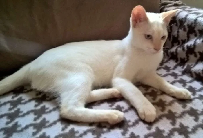 Gato ra a srd idade 2 a 6 meses nome mirtilo