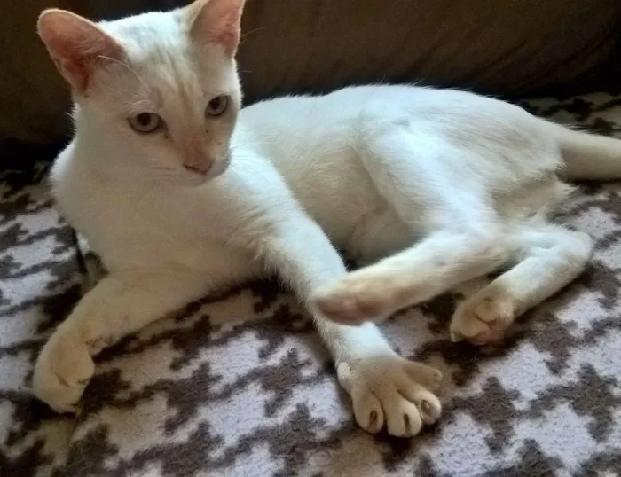 Gato ra a srd idade 2 a 6 meses nome mirtilo