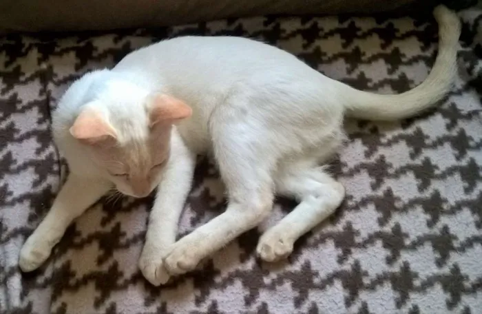 Gato ra a srd idade 2 a 6 meses nome mirtilo