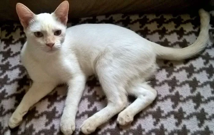 Gato ra a srd idade 2 a 6 meses nome mirtilo