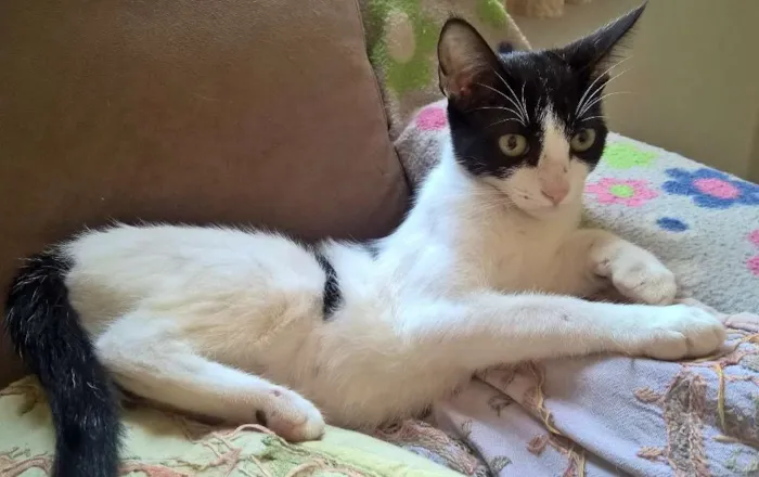 Gato ra a srd idade 2 a 6 meses nome mixirica