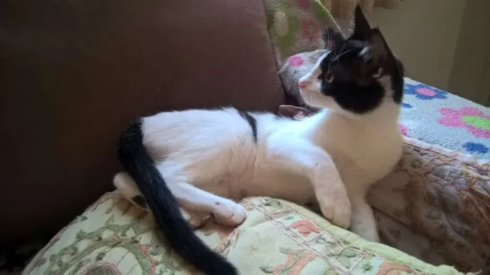 Gato ra a srd idade 2 a 6 meses nome mixirica