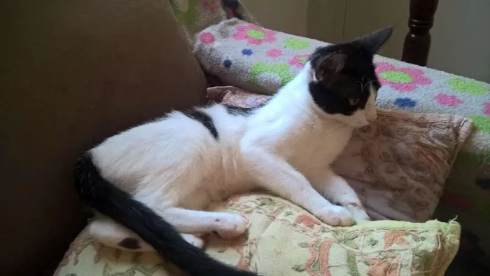 Gato ra a srd idade 2 a 6 meses nome mixirica