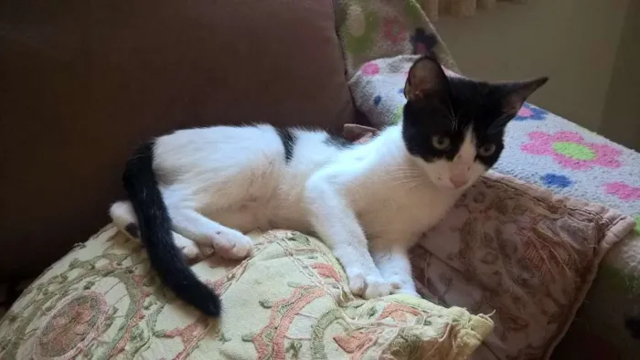 Gato ra a srd idade 2 a 6 meses nome mixirica