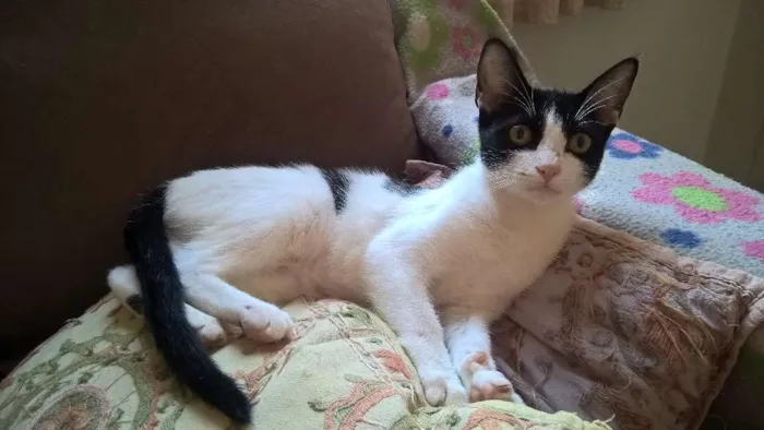 Gato ra a srd idade 2 a 6 meses nome mixirica