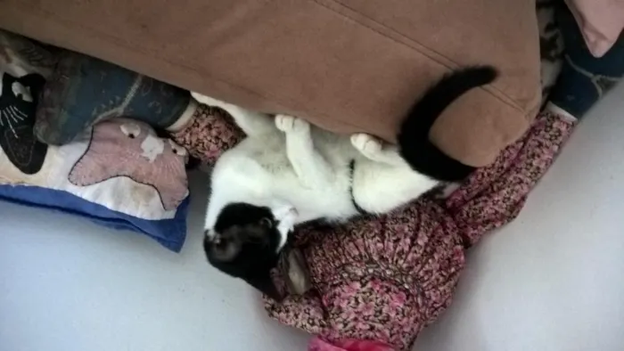 Gato ra a srd idade 2 a 6 meses nome mixirica