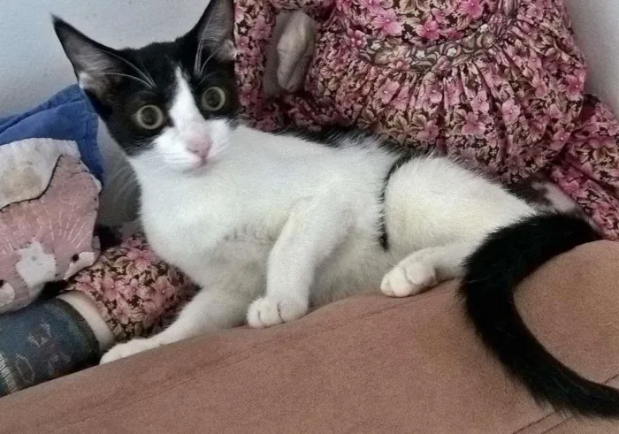 Gato ra a srd idade 2 a 6 meses nome mixirica