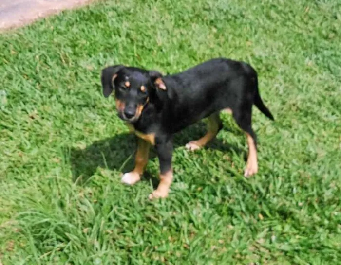 Cachorro ra a srd idade 7 a 11 meses nome Fredy e Guby