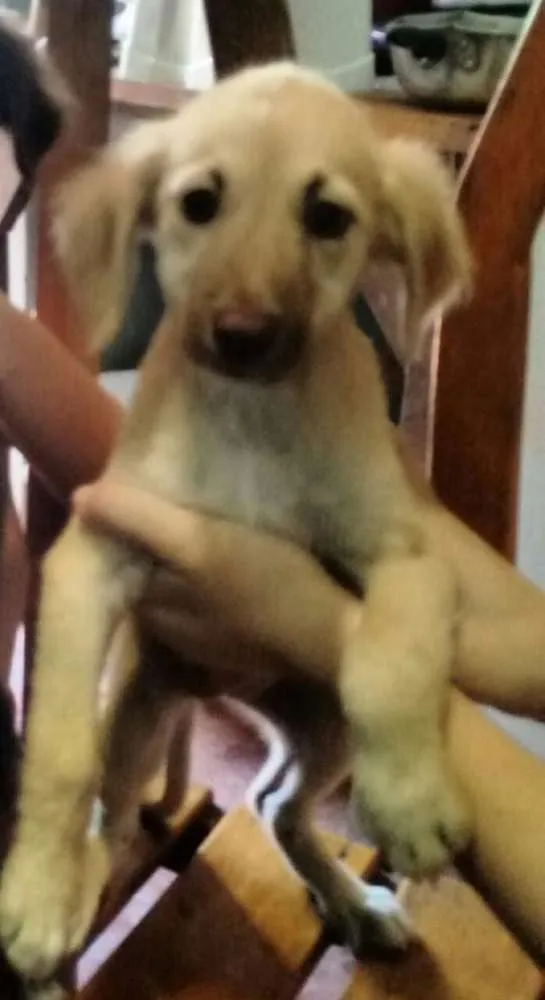 Cachorro ra a não definida idade 2 a 6 meses nome Súria