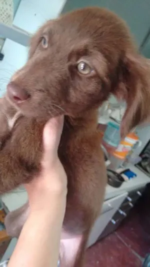 Cachorro raça não definida idade 2 a 6 meses nome Safira