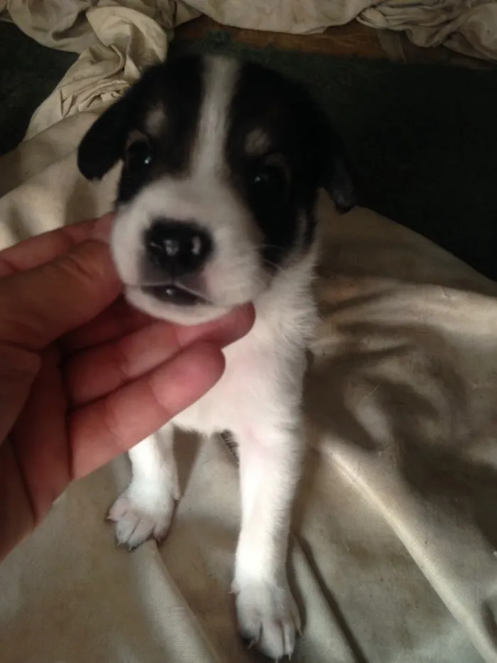 Cachorro ra a Sdr idade Abaixo de 2 meses nome Doação filhotes