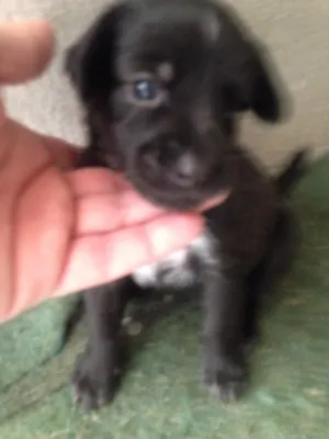 Cachorro raça Sdr idade Abaixo de 2 meses nome Doação filhotes