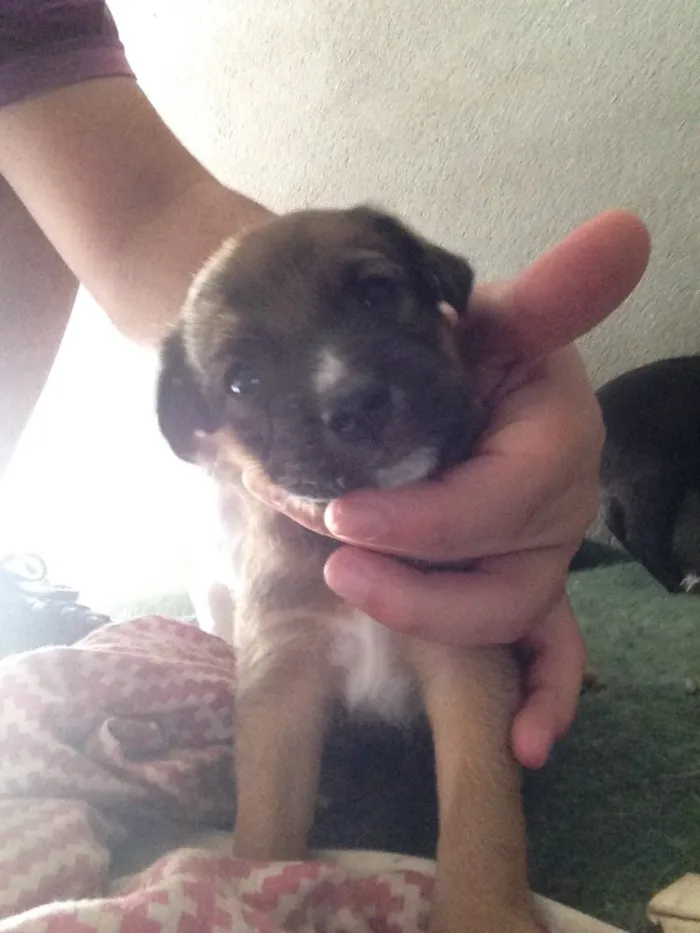 Cachorro ra a Sdr idade Abaixo de 2 meses nome Doação filhotes