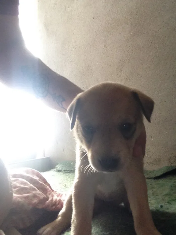 Cachorro ra a Sdr idade Abaixo de 2 meses nome Doação filhotes