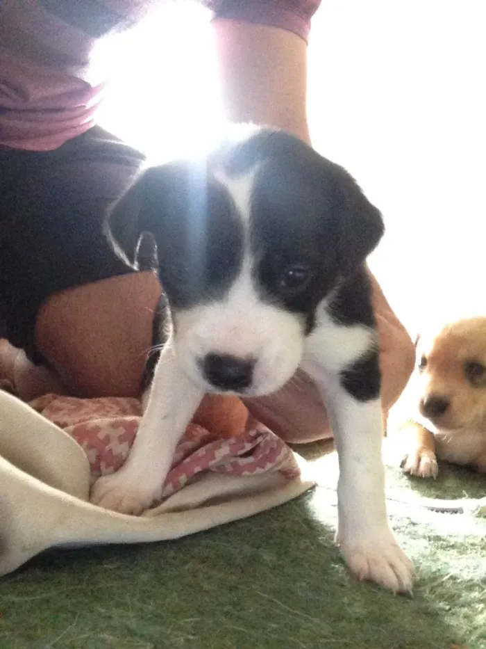 Cachorro ra a Sdr idade Abaixo de 2 meses nome Doação filhotes