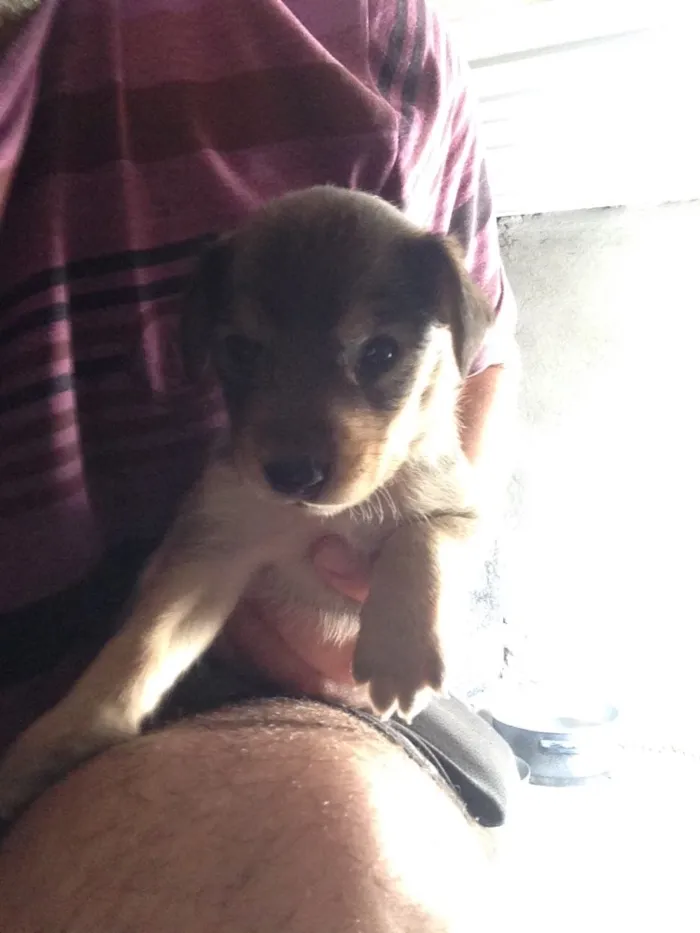 Cachorro ra a Sdr idade Abaixo de 2 meses nome Doação filhotes