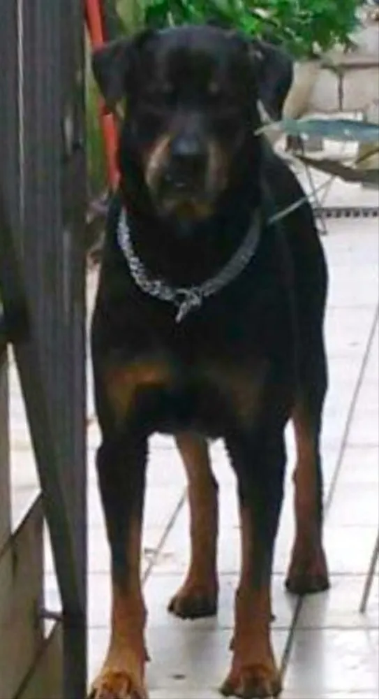 Cachorro ra a Rotweill idade 6 ou mais anos nome Bob