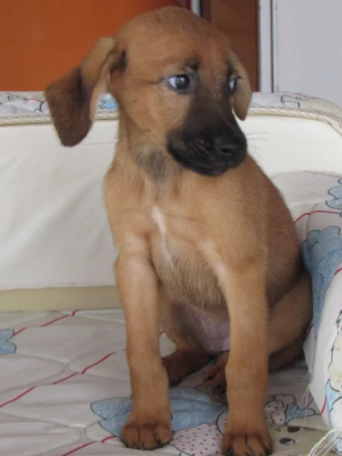 Cachorro ra a SRD idade Abaixo de 2 meses nome Peteca