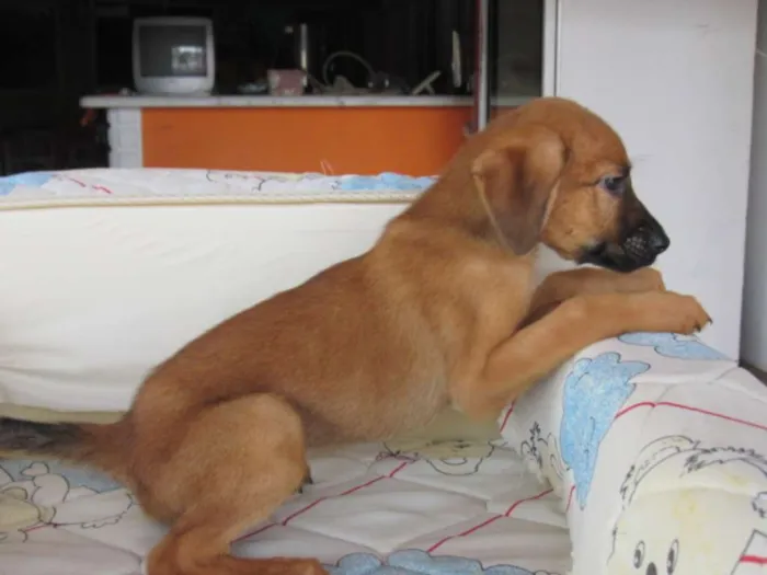 Cachorro ra a SRD idade Abaixo de 2 meses nome Peteca