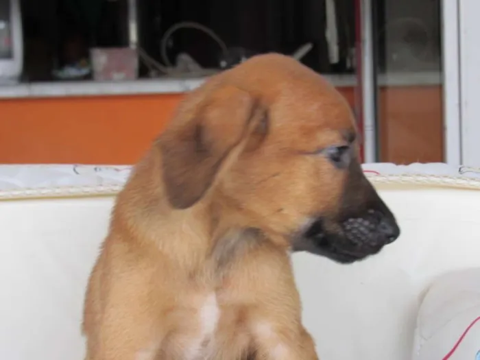 Cachorro ra a SRD idade Abaixo de 2 meses nome Peteca